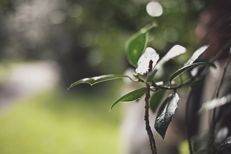 Jean Pierre + Delphine | civil wedding ceremony in dublin | Iveagh gardens photos 53